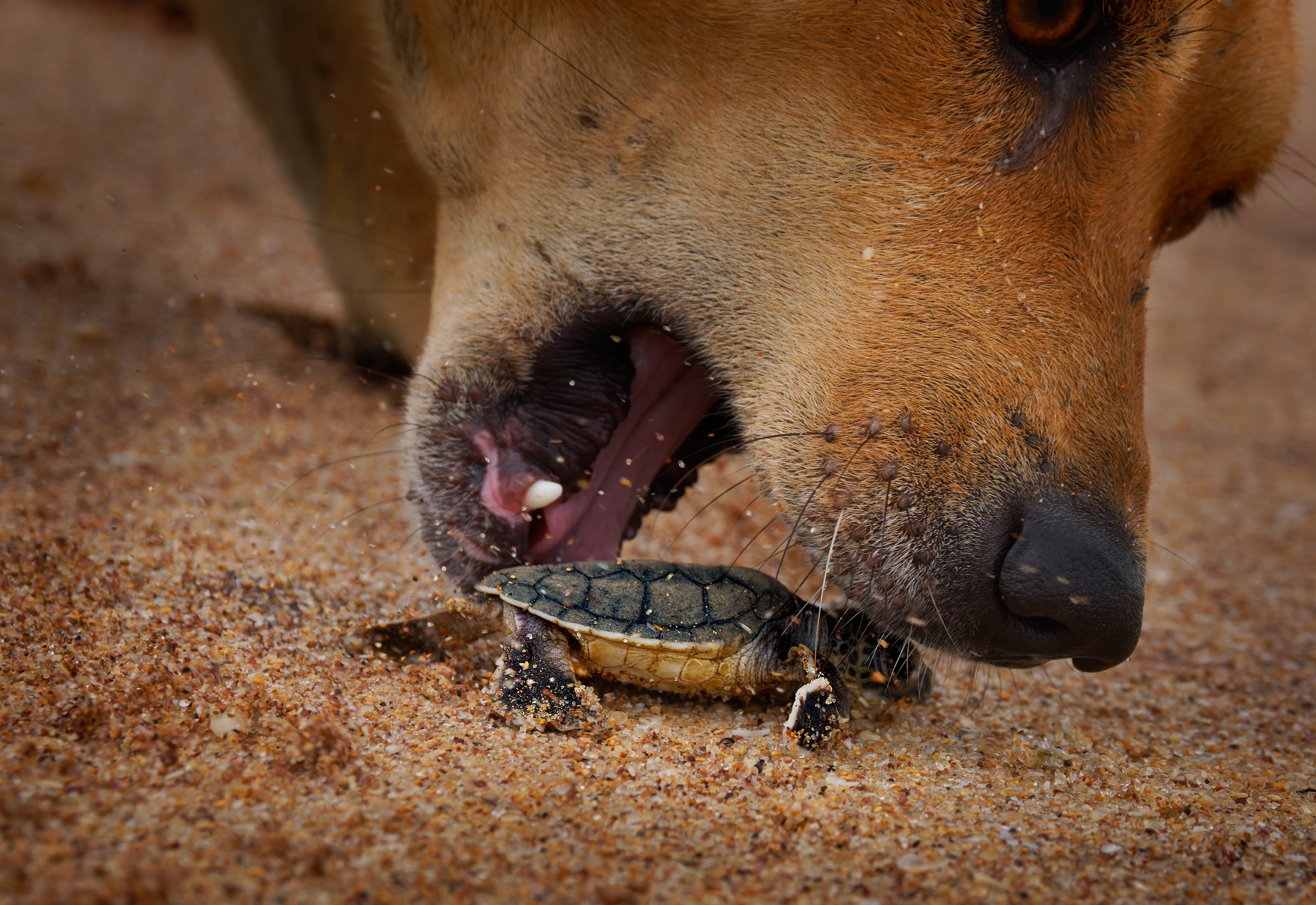 Dog preying on a baby sea turtle