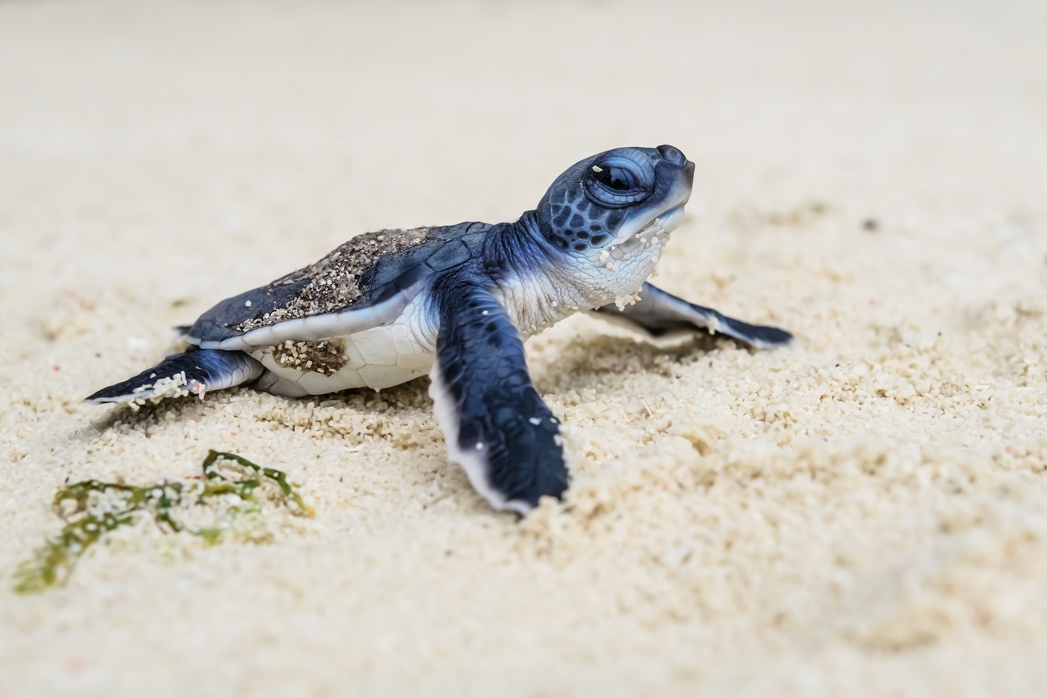 Sea Turtle