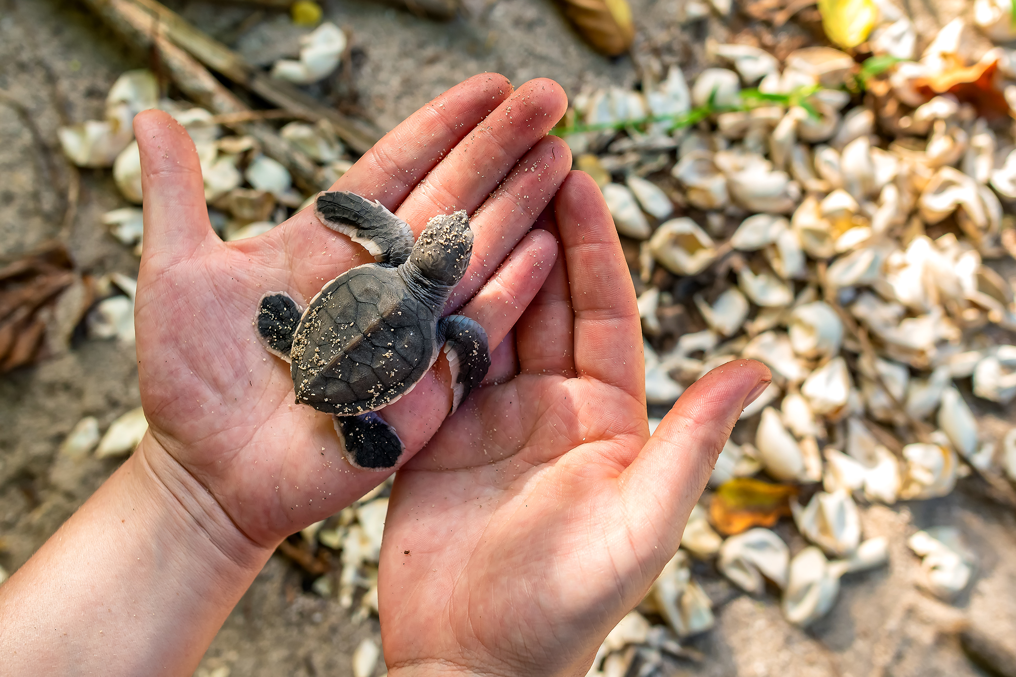 Sea turtle conservation