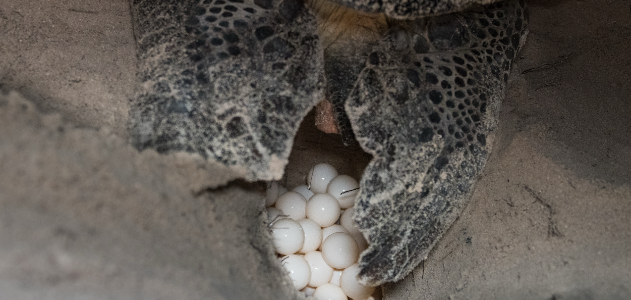 Turtle eggs in a nest