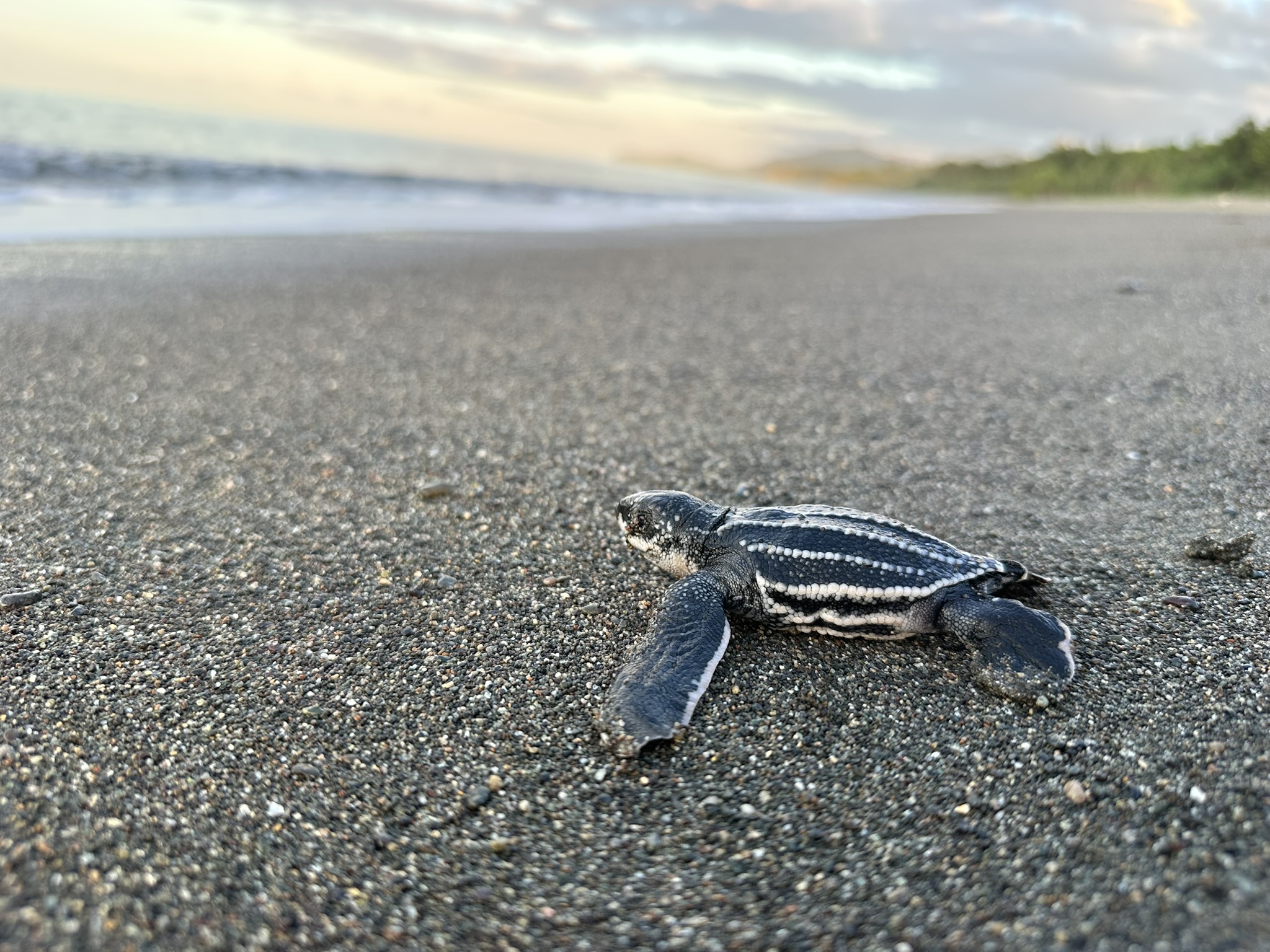 Sea Turtle