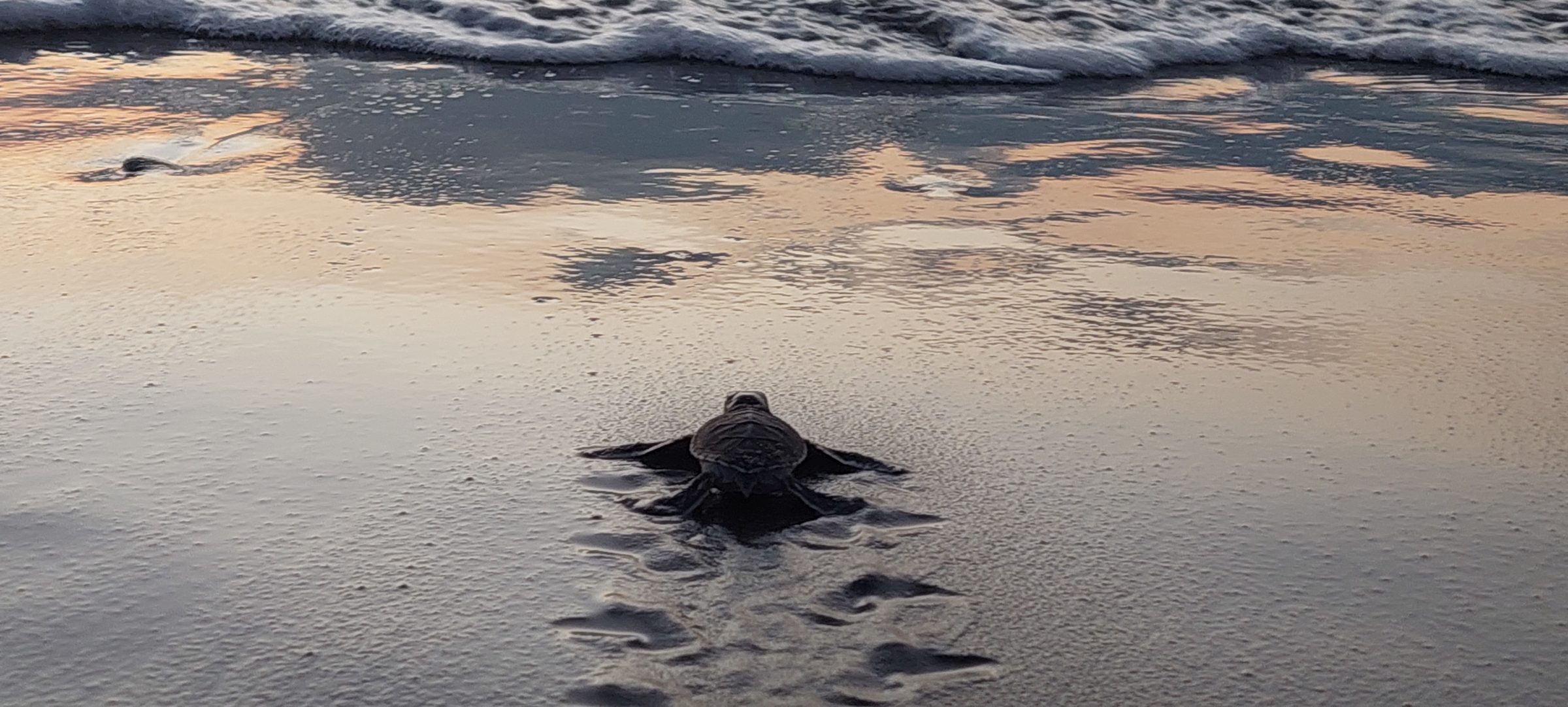 A hatchling crossing the wet sand towards the sea at sunset